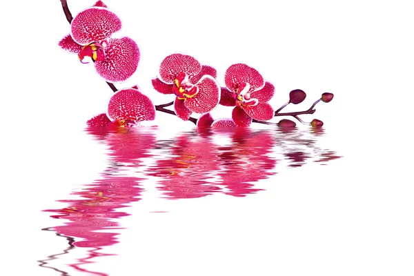 Orquídea y reflexión — Foto de Stock