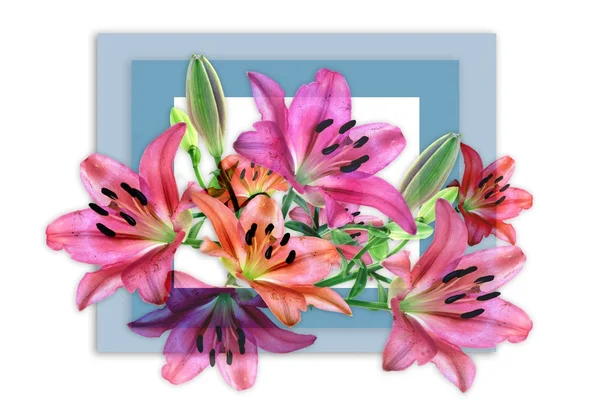 Lilies for a card — Stock Photo, Image