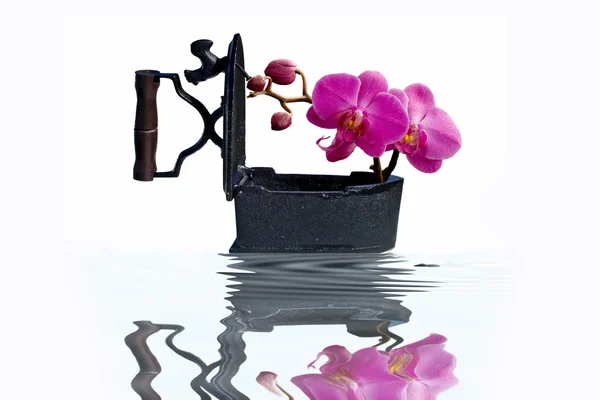 Железо и орхидея — стоковое фото