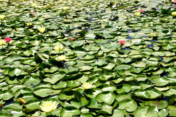 Water lily in the lake — Stock Photo, Image