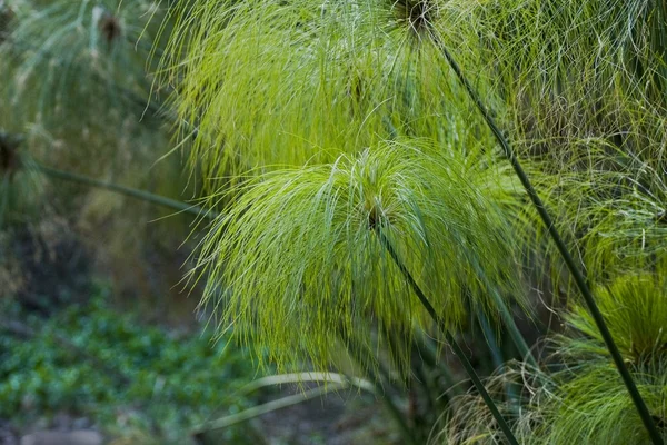 葦の茎 — ストック写真