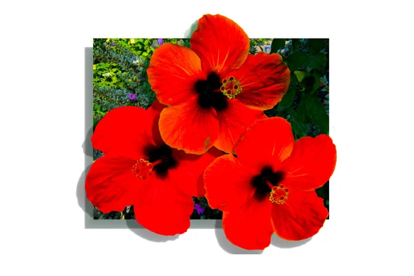 Poster red flowers — Stock Photo, Image