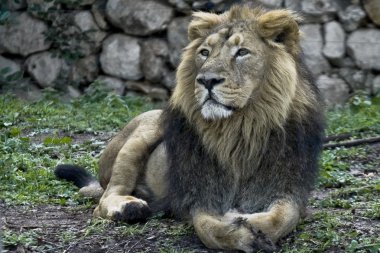 Lion clipart
