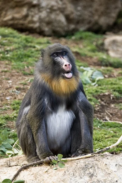 El mono en un zoológico — Foto de Stock
