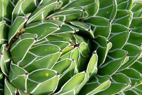 Kaktus zelí — Stock fotografie