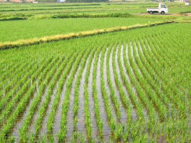 pirinç paddies içinde Japonya