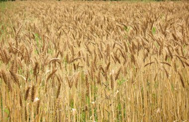 Golden Field of Wheat clipart