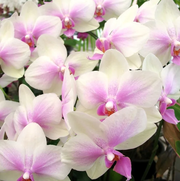 Orquídeas da Borboleta Tropical — Fotografia de Stock