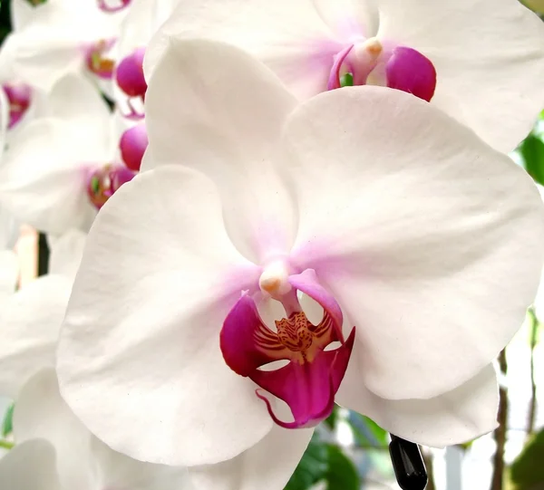 Borboleta Orquídeas Closeup — Fotografia de Stock