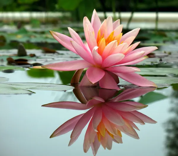 Mooie water lily in een vijver — Stockfoto