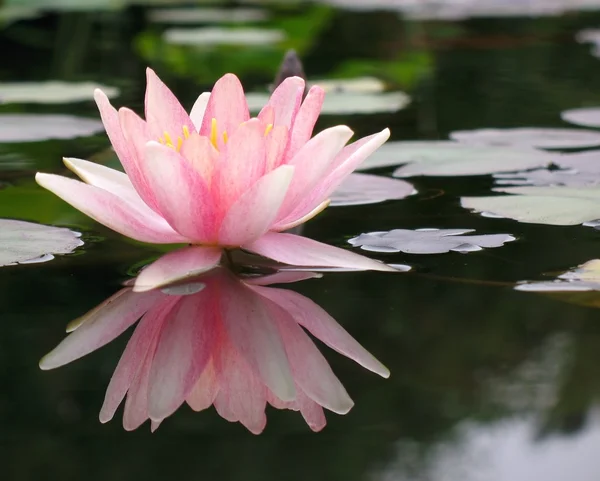 Zwevende water lily — Stockfoto