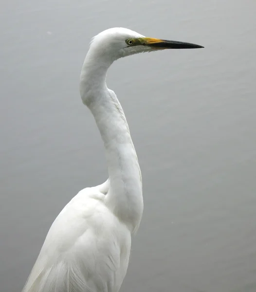 Great Egret Bird — Stock Photo, Image