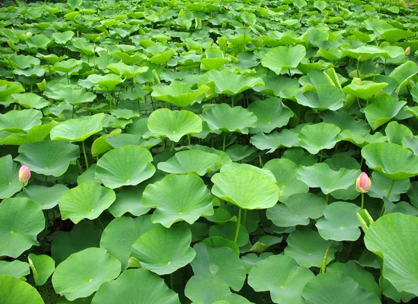 stock image Field of Lotus Flowers