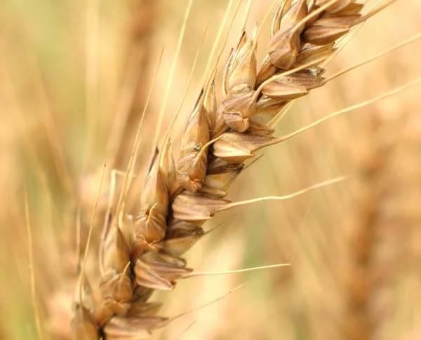 Ухо пшеничного макро — стоковое фото