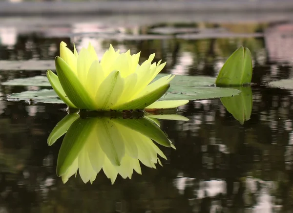 Flutuante água Lily — Fotografia de Stock