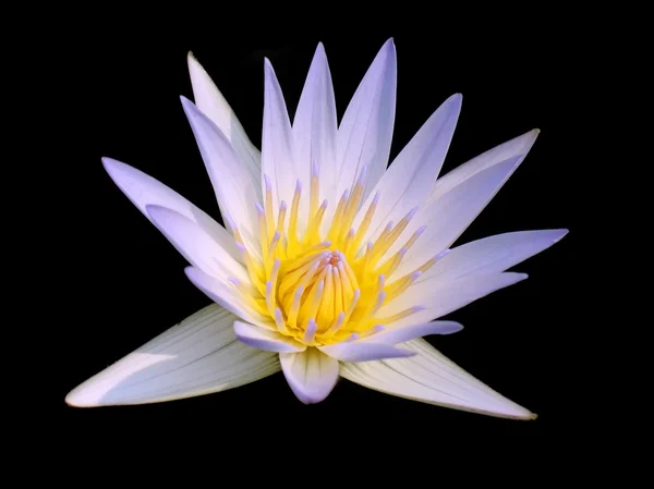 Lily de água brilhante — Fotografia de Stock