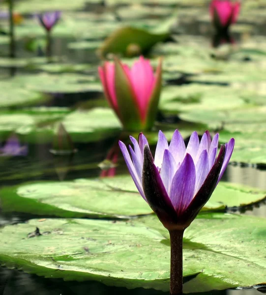 Vodní lilie rybníka — Stock fotografie