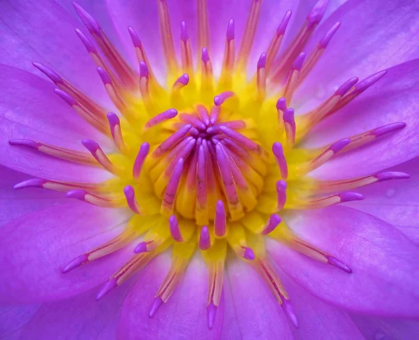 Яркий цветок лотоса — стоковое фото