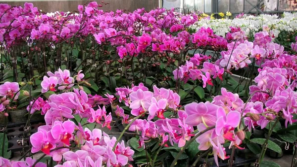 Orchid Nursery — Stock Photo, Image