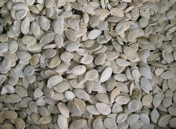 Гарбузове насіння — стокове фото