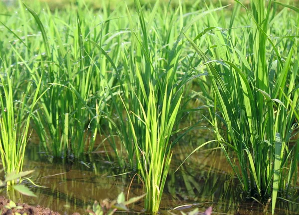 Arroz paddy closeup — Fotografia de Stock