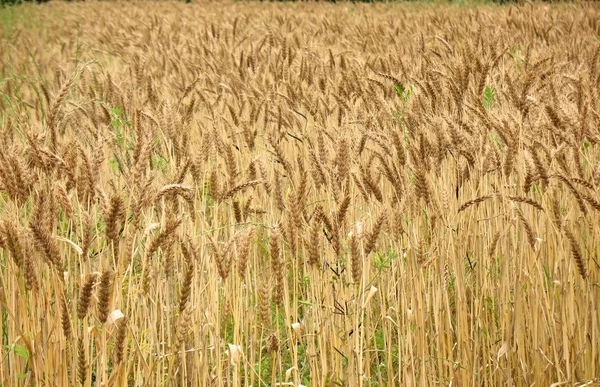 Campo dourado de trigo — Fotografia de Stock