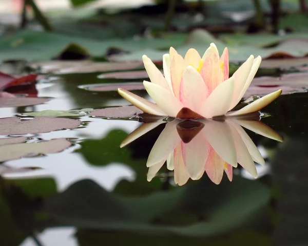Water Lily in a Pond Stock Photo