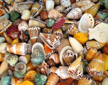 Colorful Shells clipart