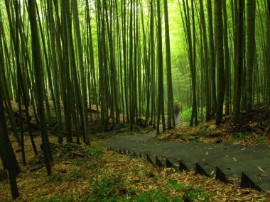Yeşil Bambu Ormanı
