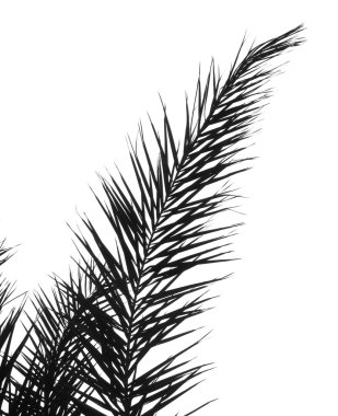 Palm Branch clipart