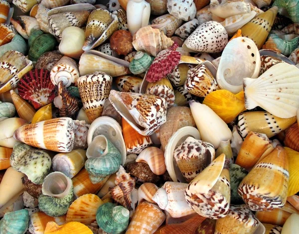 Kleurrijke shells — Stockfoto