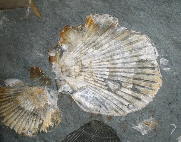 Fosszilizálódott kagyló — Stock Fotó