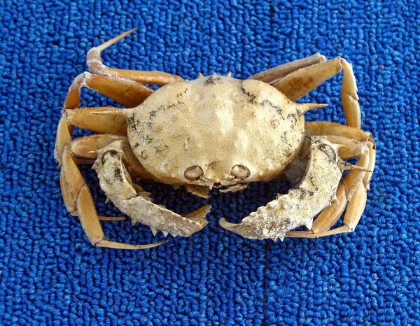 Große Krabbe — Stockfoto