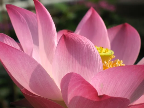 Arkadan aydınlatmalı lotus çiçeği — Stok fotoğraf