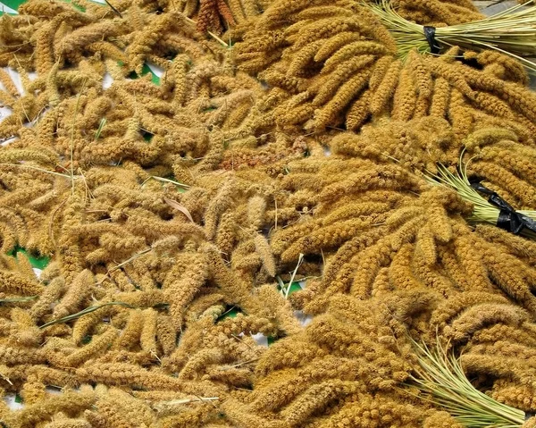 Millet Harvest — Stock Photo, Image