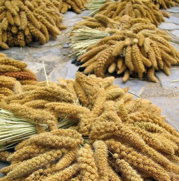 Graines de millet — Photo