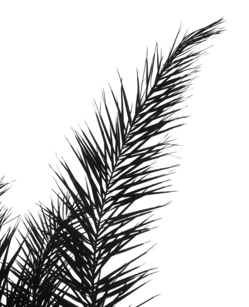 棕榈科 — 图库照片
