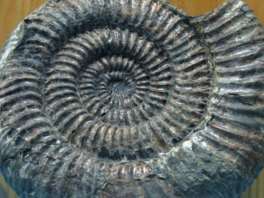 büyük Ammonit fosil