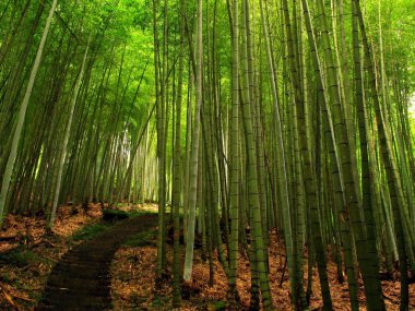 Yeşillik bambu ormanı