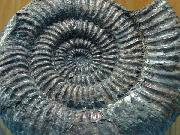 stock image Large Ammonite Fossil