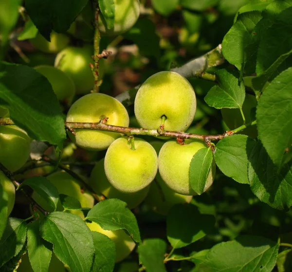 Chinese Plums