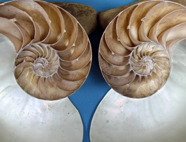 Ammonite Fossil Halves — стокове фото