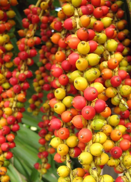 Kleurrijke vruchten van de kerst-palm — Stockfoto