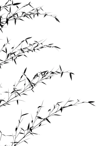 竹の枝と葉 — ストック写真