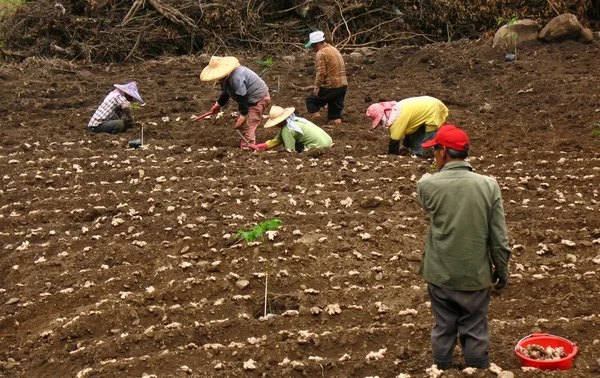 Travailleurs agricoles autochtones — Photo