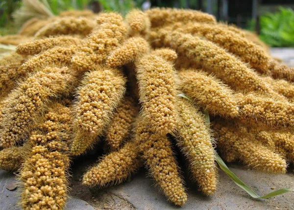 stock image Millet Heads