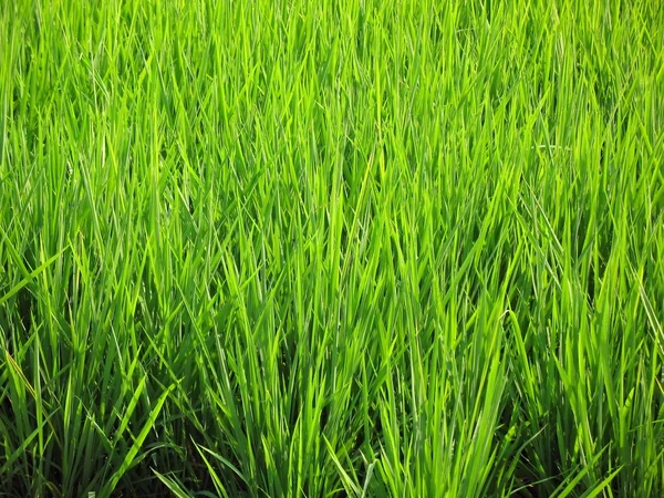 Рисовые растения — стоковое фото