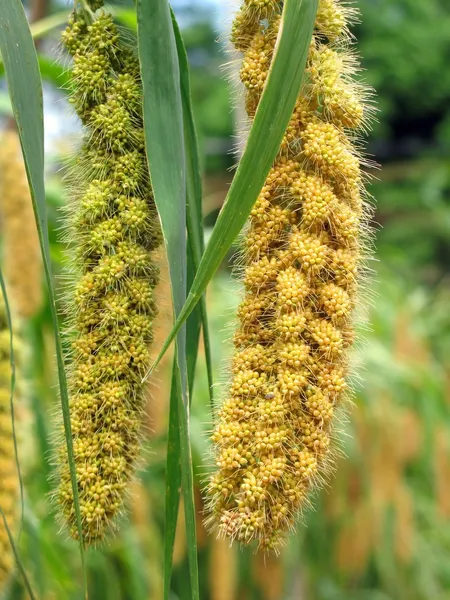 Ripe Millet Heads — Stock Photo, Image