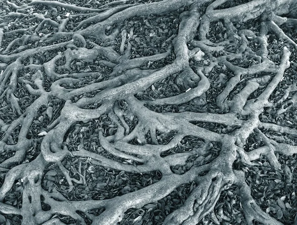Система коріння intricate — стокове фото