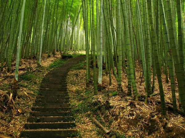 Zielony las bambusowy Obrazek Stockowy